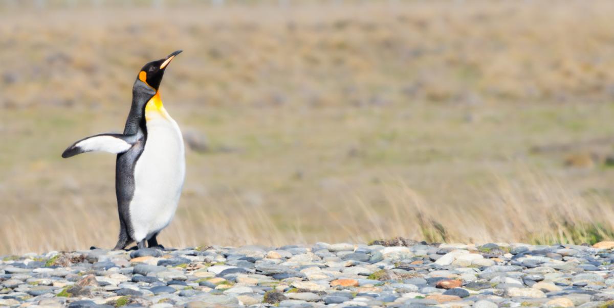 King Penguin