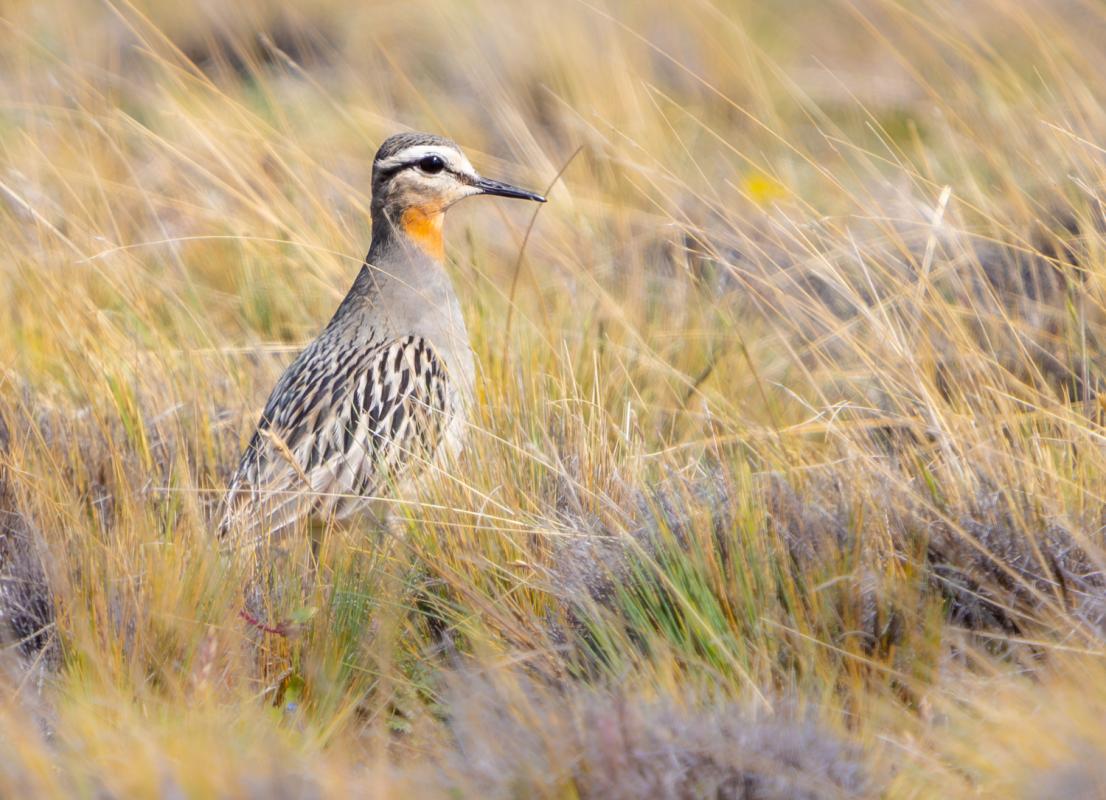 Tawny-throated Dotterel