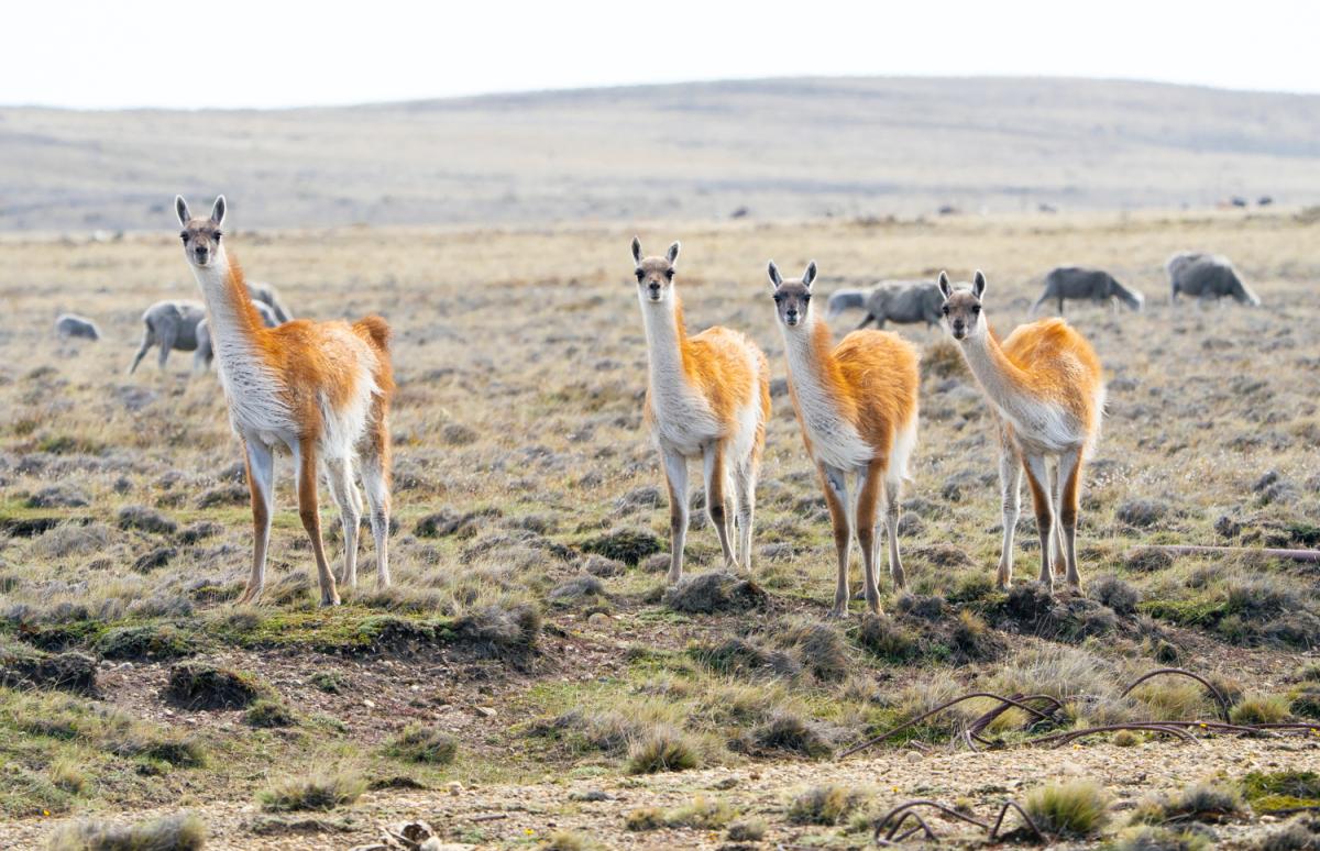 Guanacos