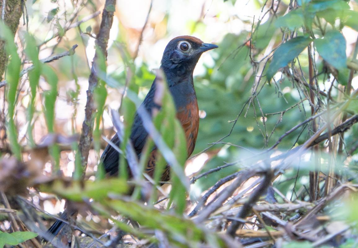 Black-throated Huet-huet