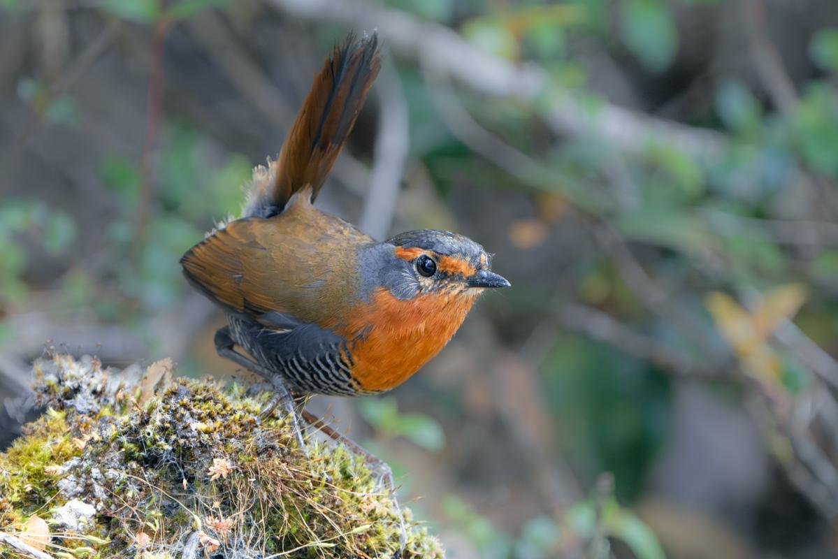 Chucao Tapaculo