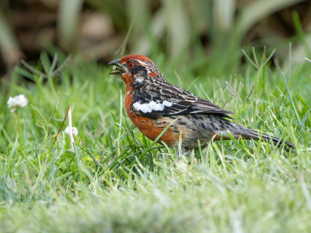 Rufous-tailed Plantcutter
