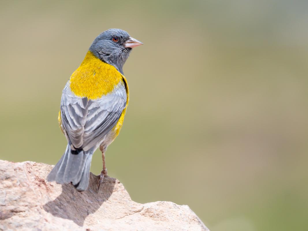 Gray-hooded Sierra-finch