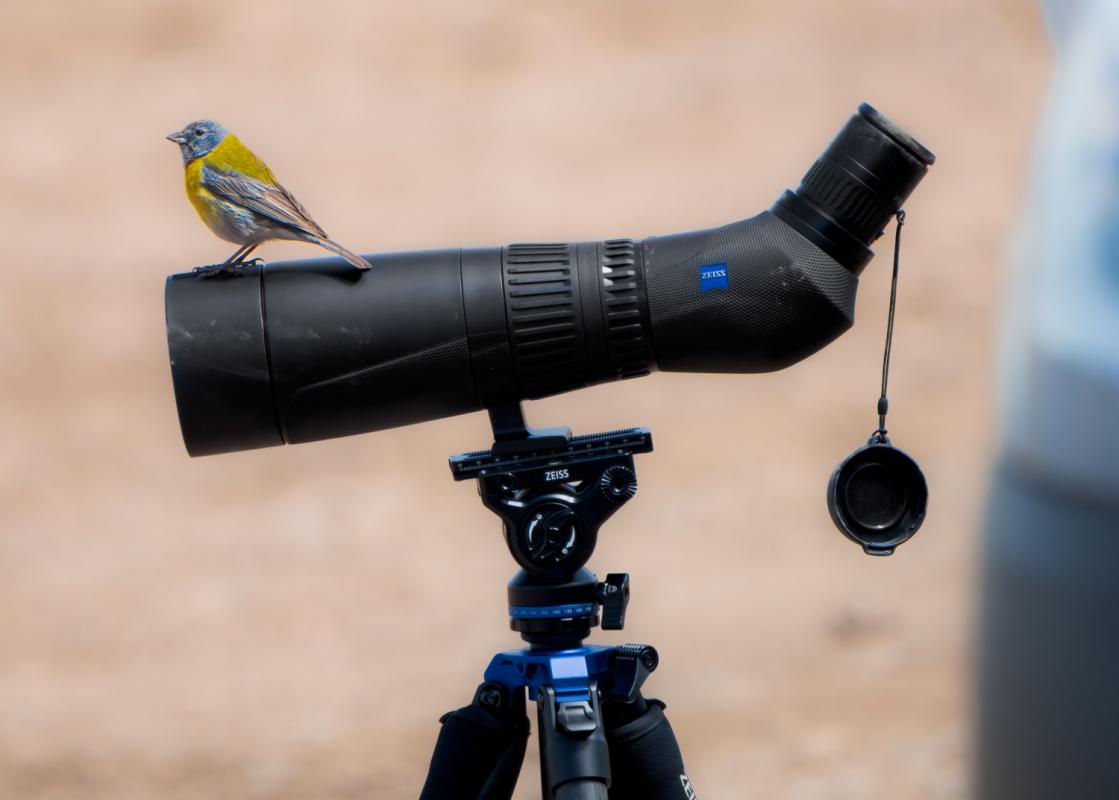 Grey-hooded Sierra-finch wondering what we're looking at