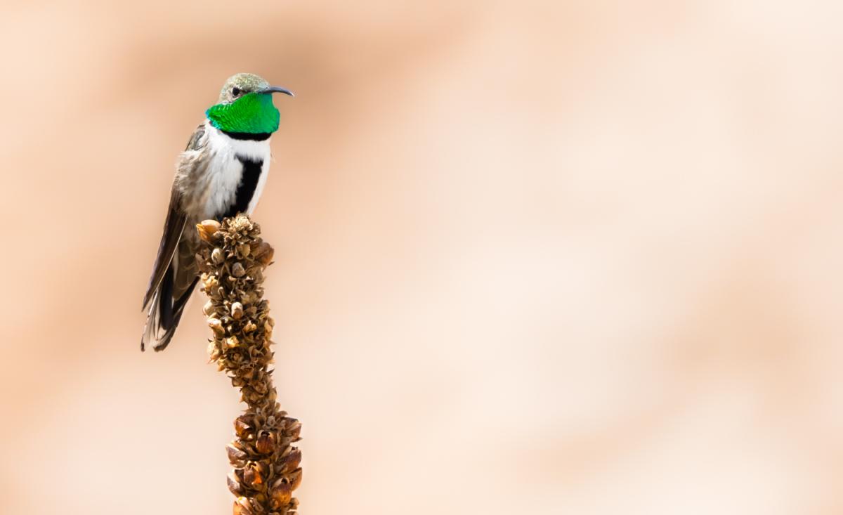 White-sided Hillstar