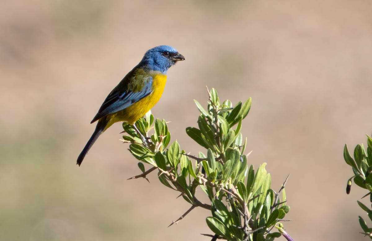 Blue-and-yellow Tanager