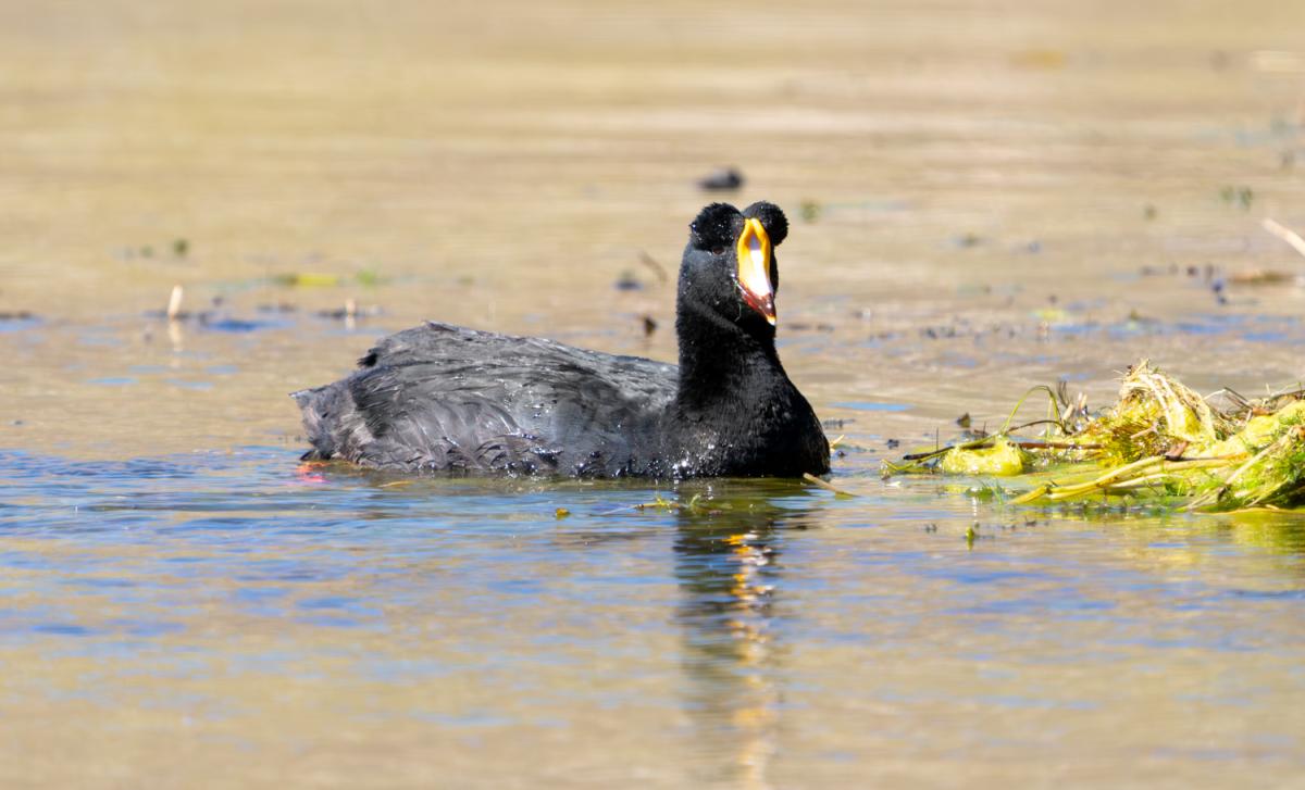 Giant Coot