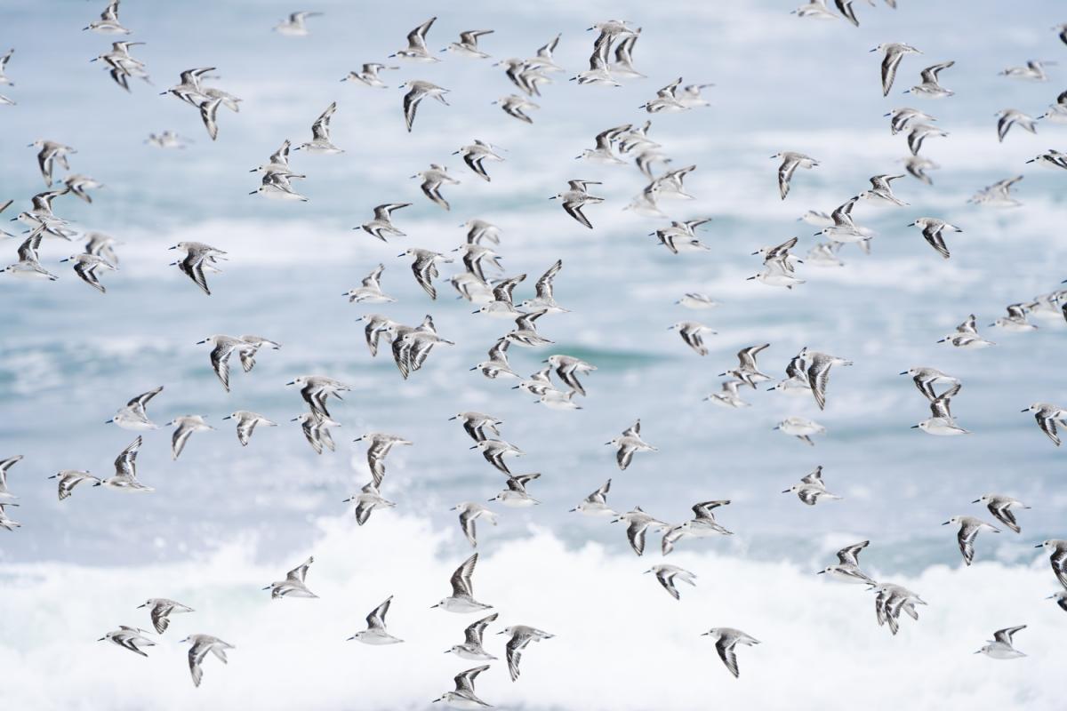 Sanderlings