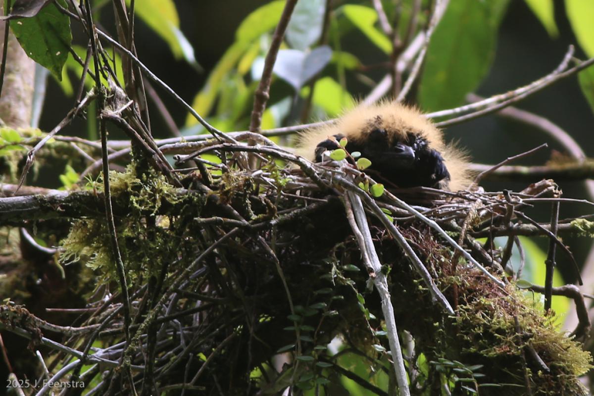 An Amazonian Umbrellabird nest had this big, ugly chick in it that looked more like some kind of fuzzy fungus than a bird.