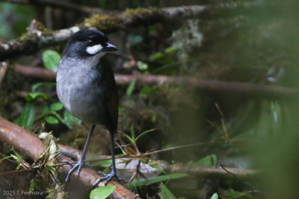 The Jocotoco Antpittas let us get very close. Or, rather, we sat still and the Jocotoco Antpittas got close to us!