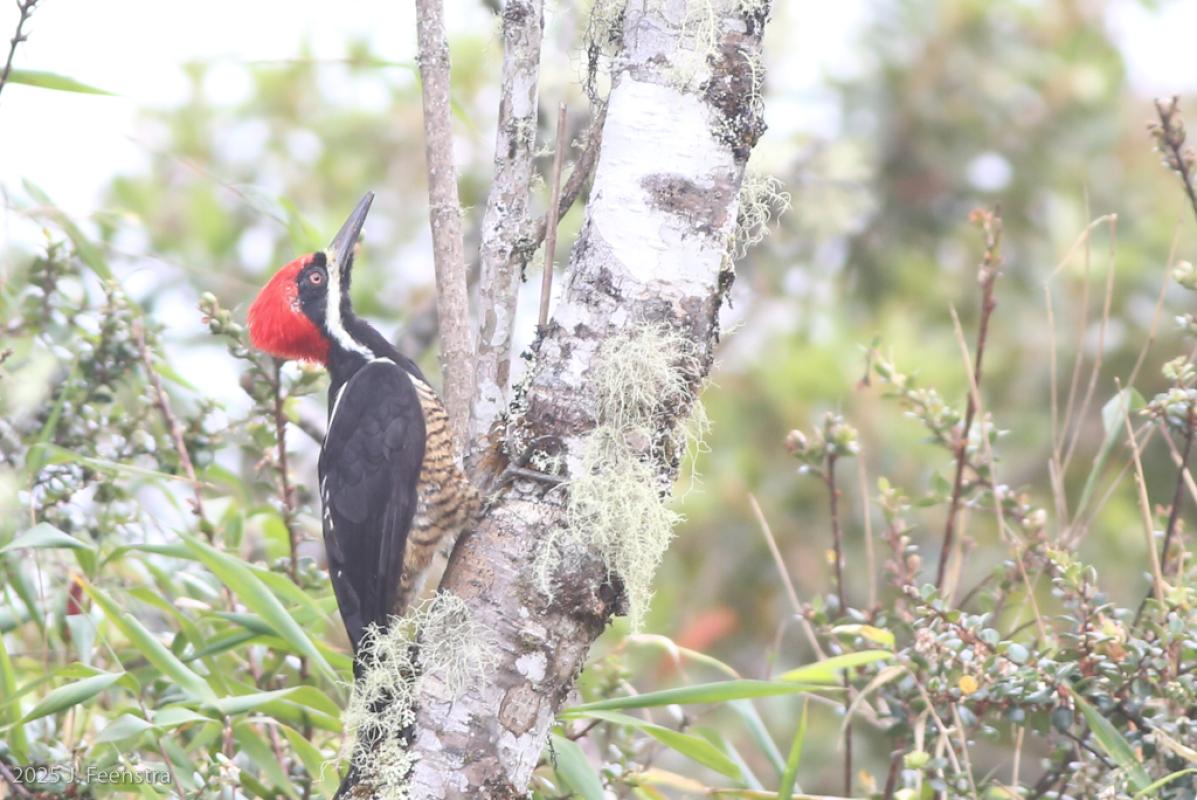 A Powerful Woodpecker posed nicely for us on the side of the road.