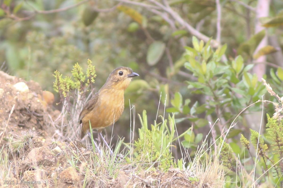 So, did this Tawny Anpitta.