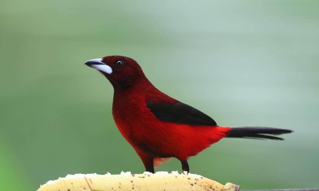 Image for Notes from the Tower (Panama)