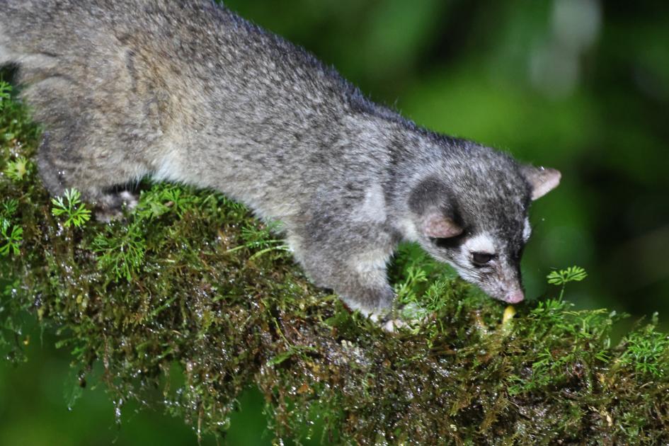 Image for Western Panama Recap