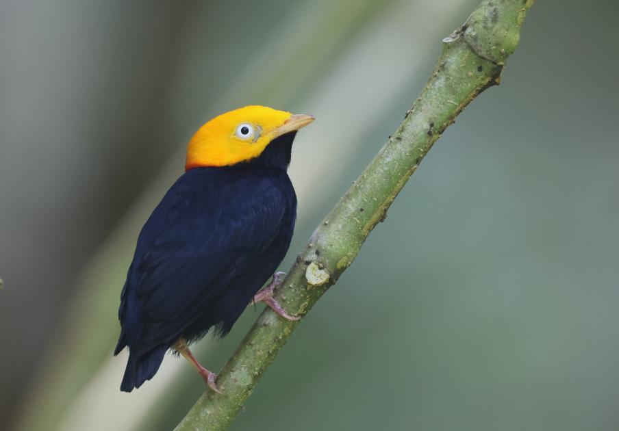 Image for Highlights from Darien Camp, Panama 