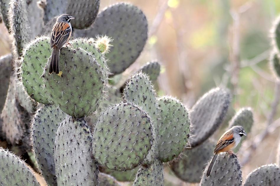 Image for Tidings from Oaxaca at Christmastime