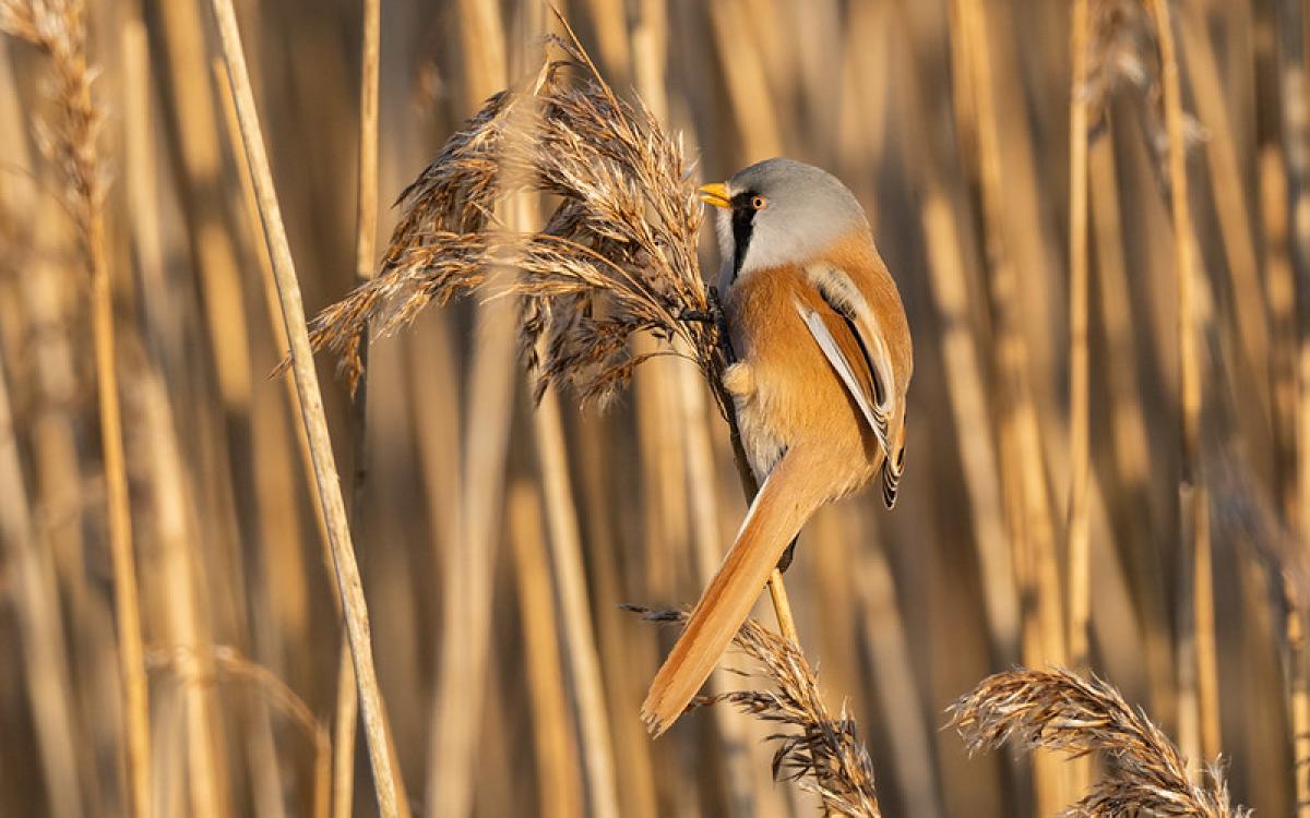 Bearded Reedling - Petar Dilchev.jpg