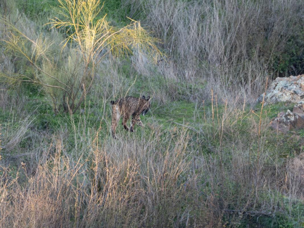 Iberian Lynx