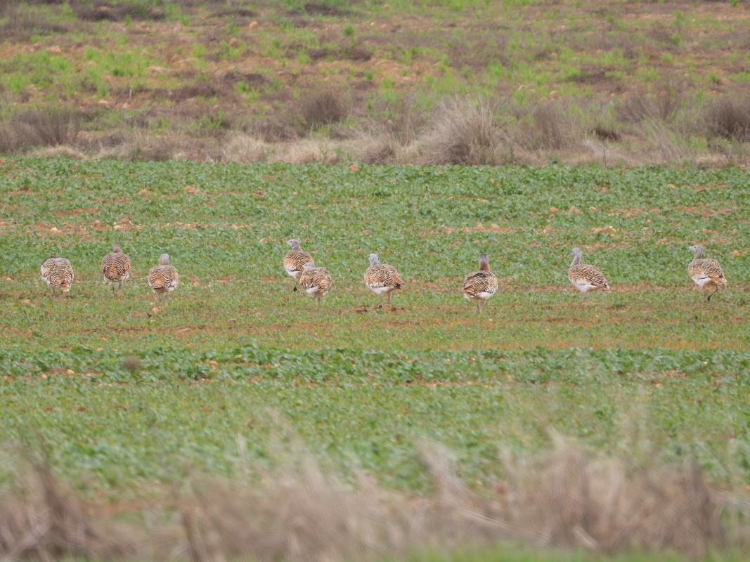 Great Bustard