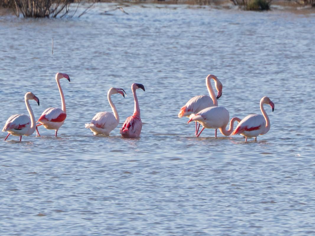 Lesser Flamingo