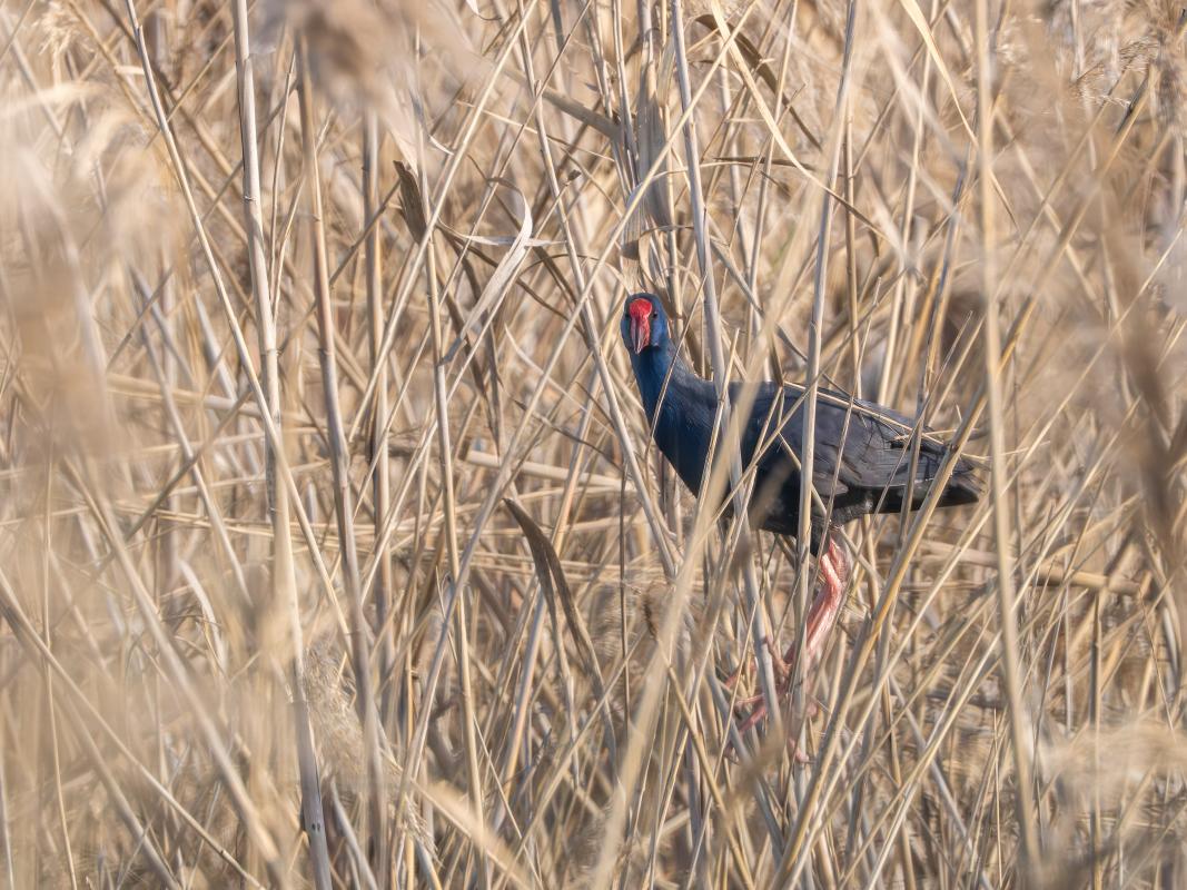 Western Swamphen