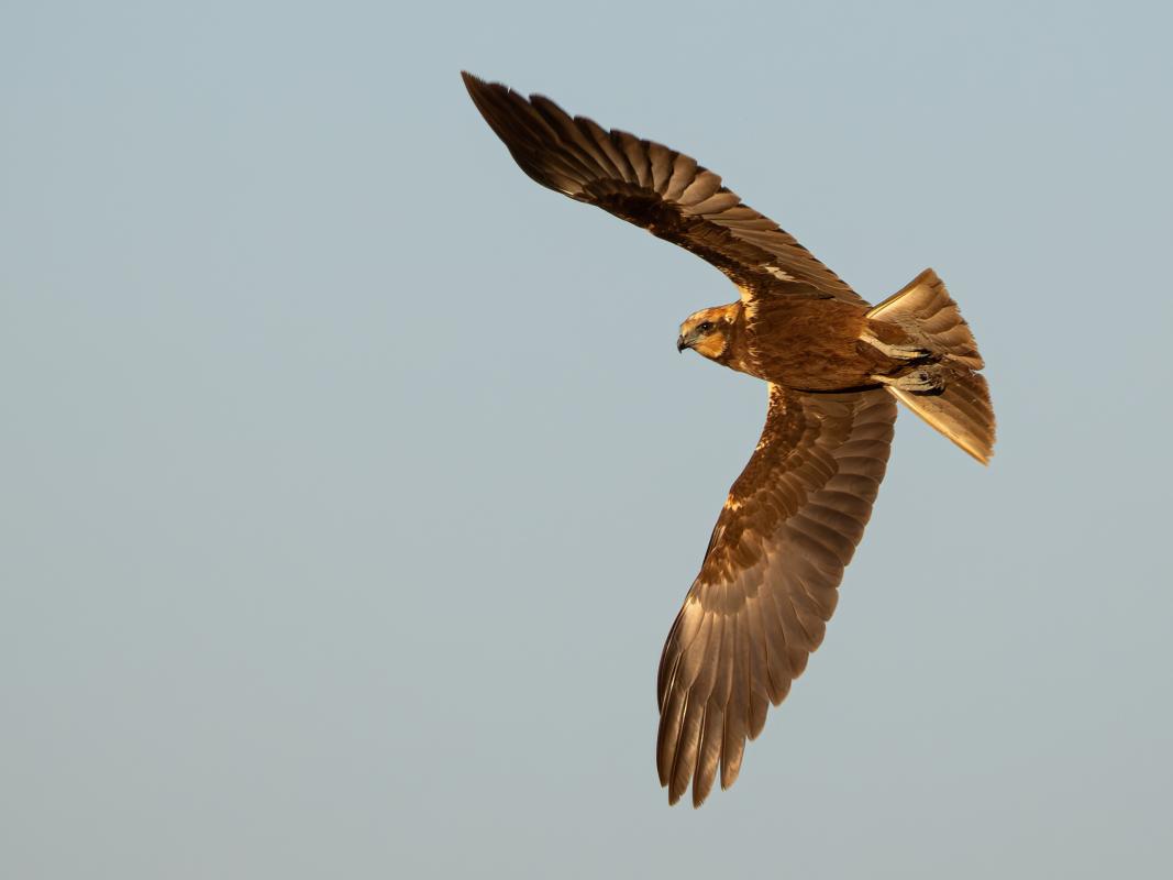 Western Marsh Harrier