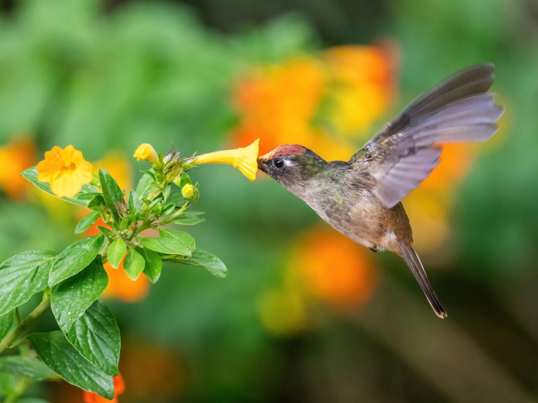 Santa Marta Blossomcrown, another highlight of the tour