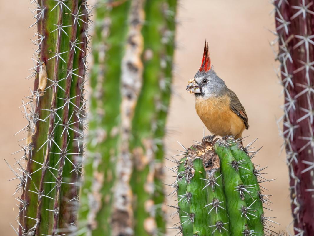 A female Vermilion Cardinal. Which one is the cutest? 