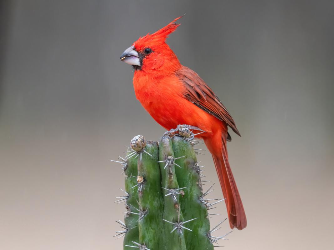 Vermilion Cardinal, one of the stars of the trip 