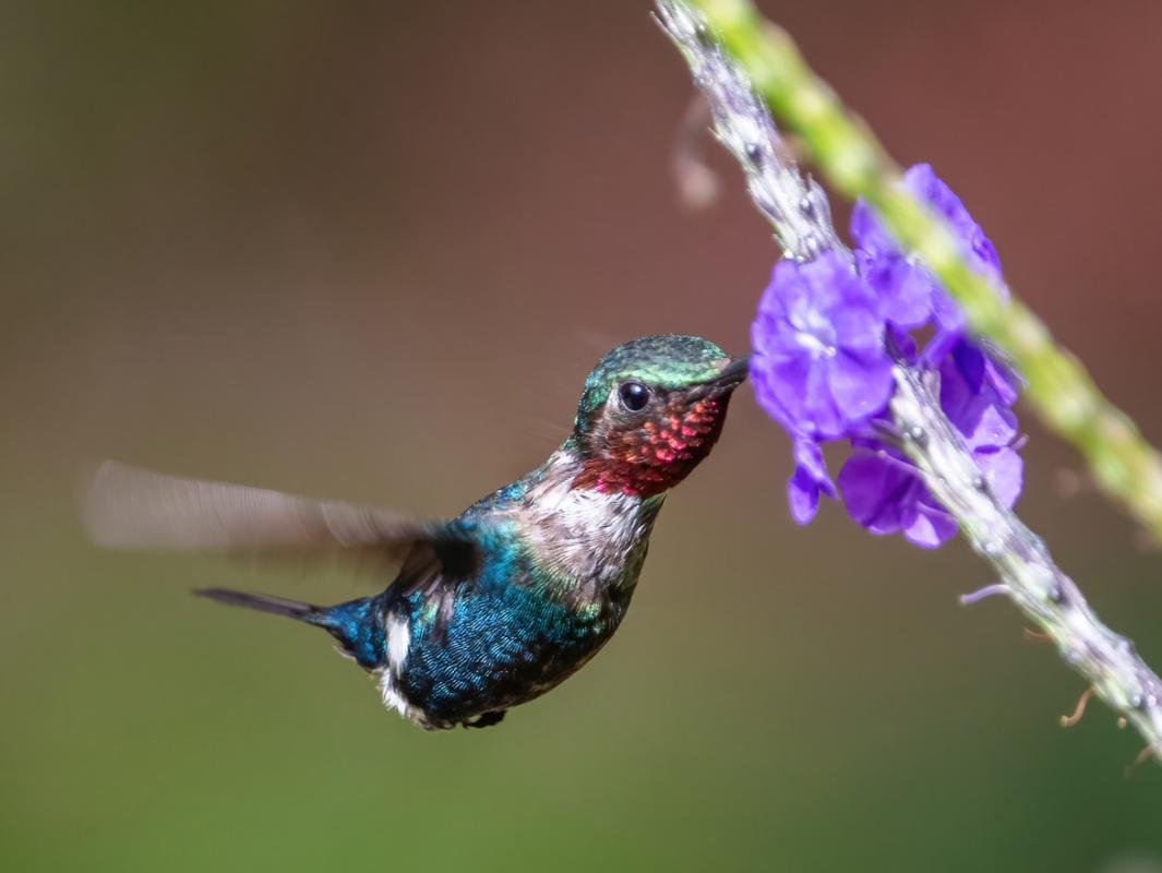 A male Santa Marta Woodstar