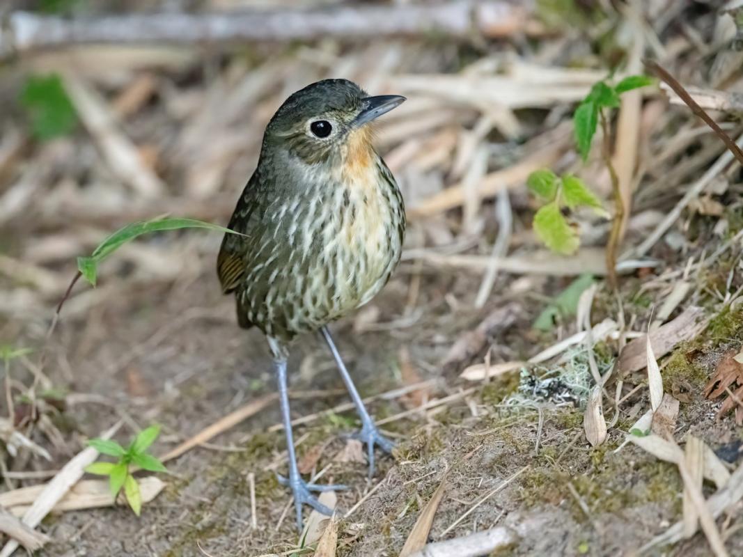 Santa Marta Antpitta waiting for worms