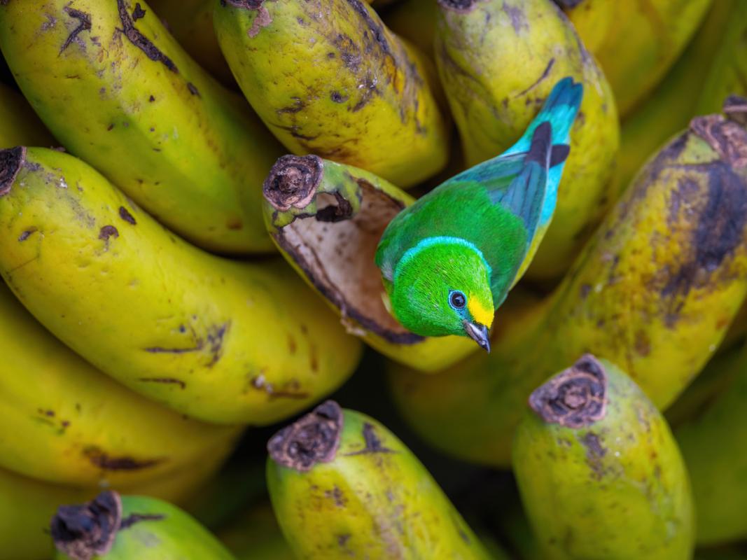 The beautiful Blue-naped Chlorophonia 