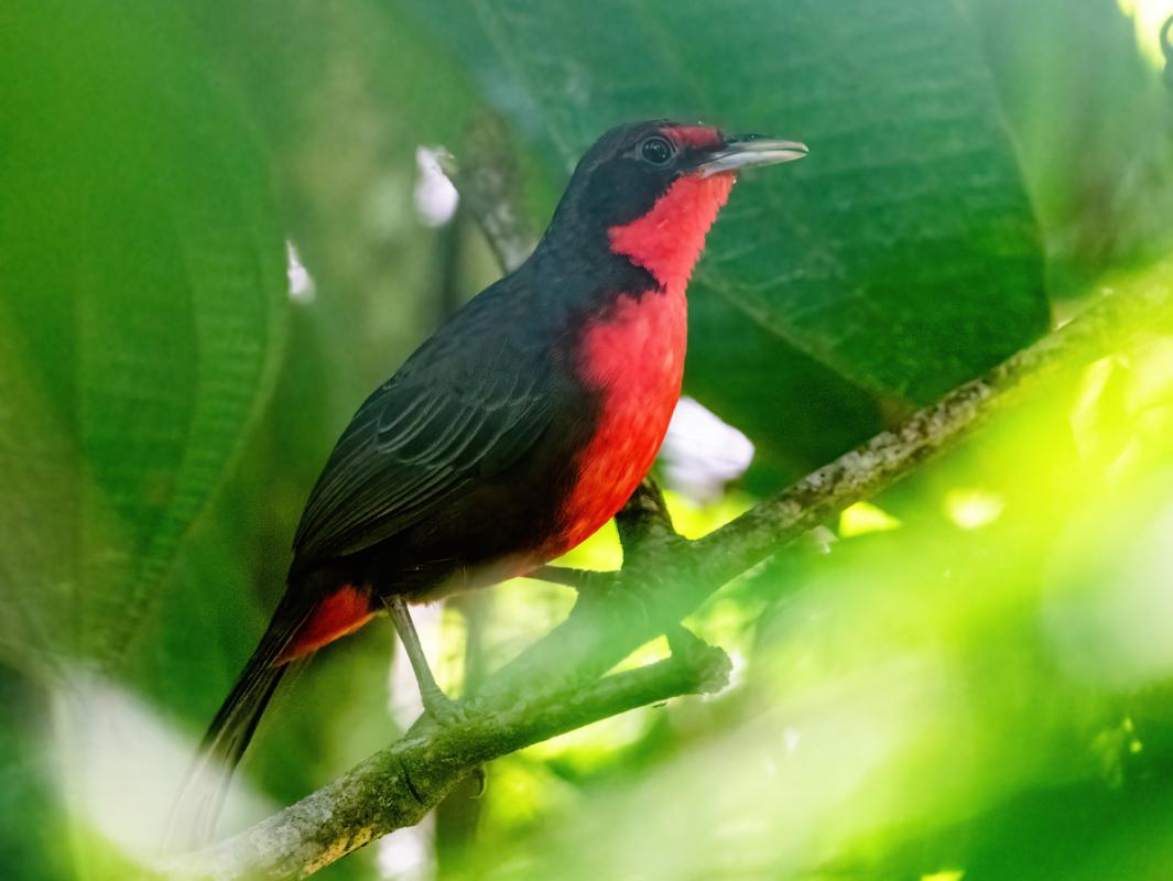 The elusive Rosy Thrush-Tanager showed well on this tour 