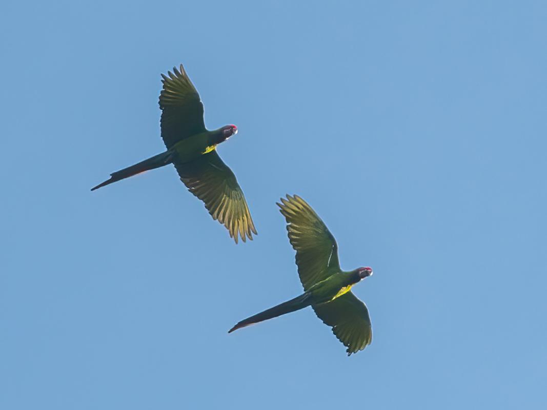 Two of a group of 13 Millitary Macaws