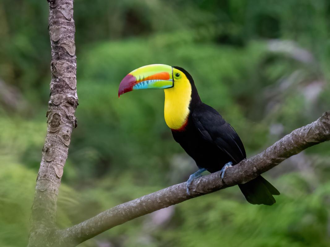 A lovely Keel-billed Toucan 