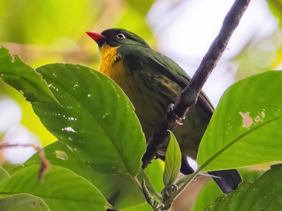 We had great views of the male Golden-breasted Fruiteater
