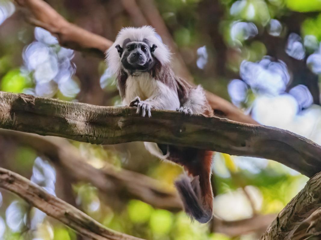 A Cotton-top Tamarin in Tayrona National Park 