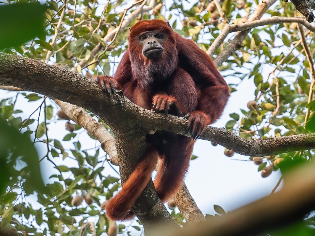 Colombian Red Howler 
