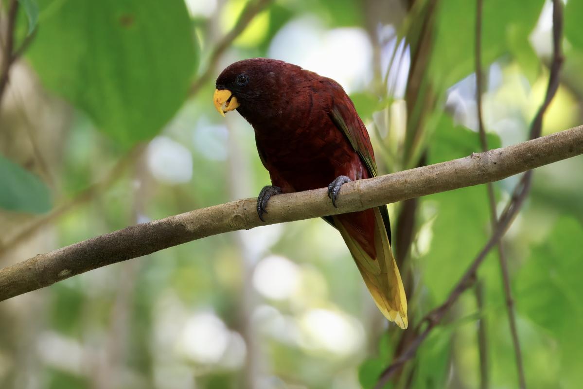 Pohnpei Lorikeet.JPEG