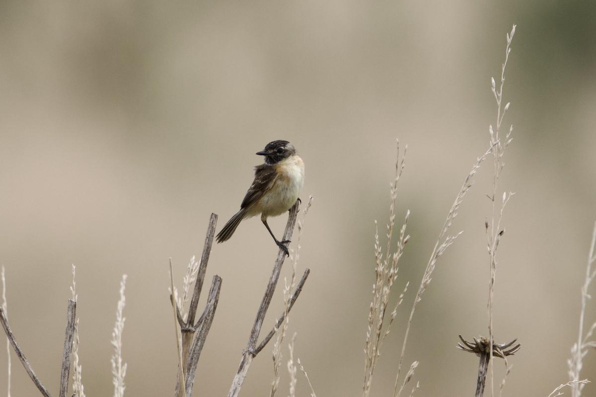 This Bearded Tachuri came in close. 