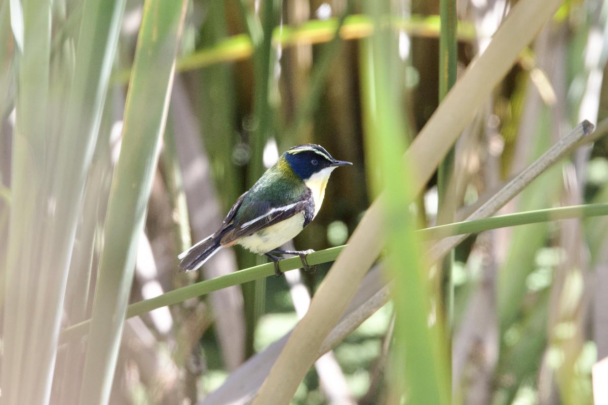 Many-colored Rush Tyrant was seen well.