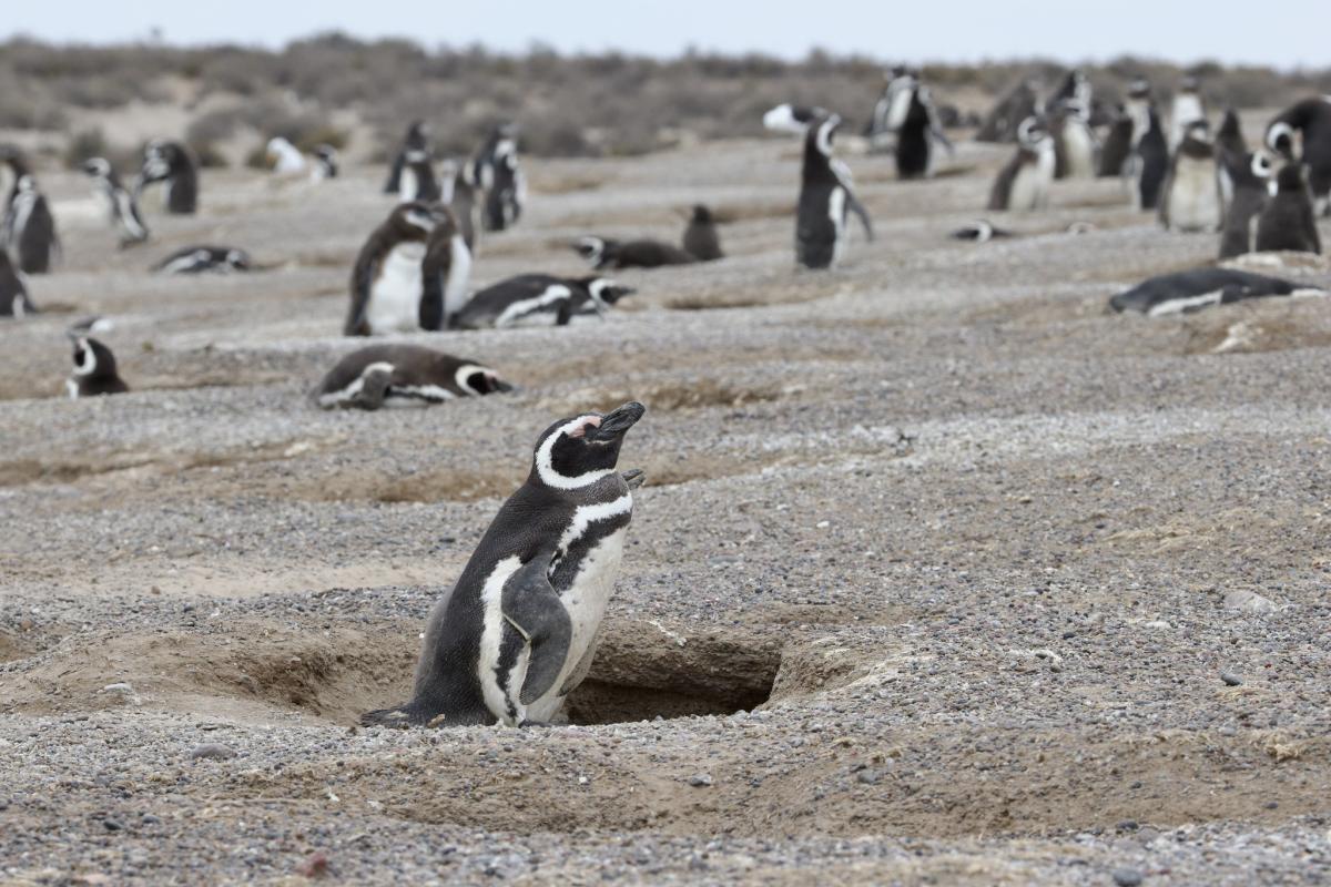 Some of the thousands of Magellanic Penguins we saw.