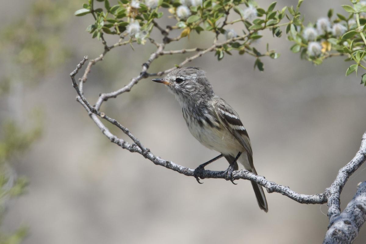 Bold Yellow-billed Tit-Tyrant in a creosote.