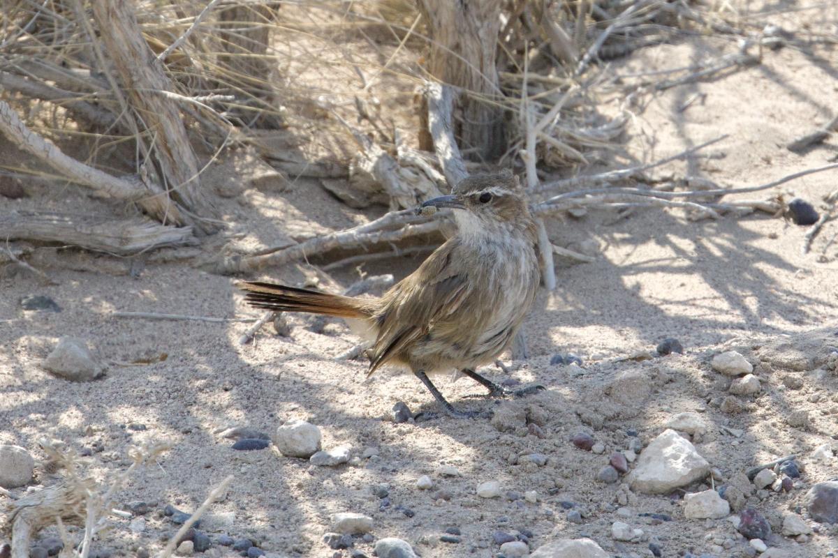 Band-tailed Earthcreeper after a successful hunt.