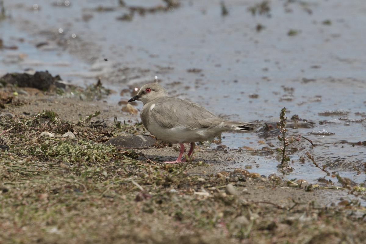 Couldn’t have been closer to Magellanic Plover!