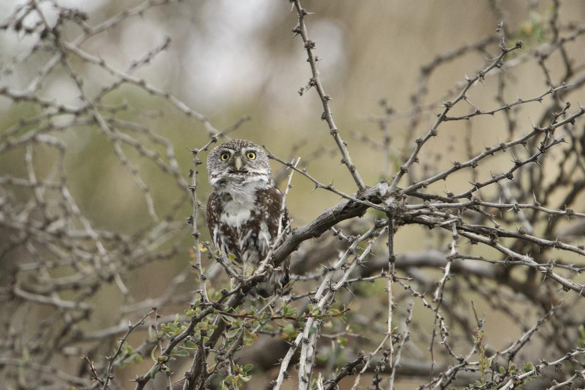 An Austral Pygmy-Owl calls in the open.