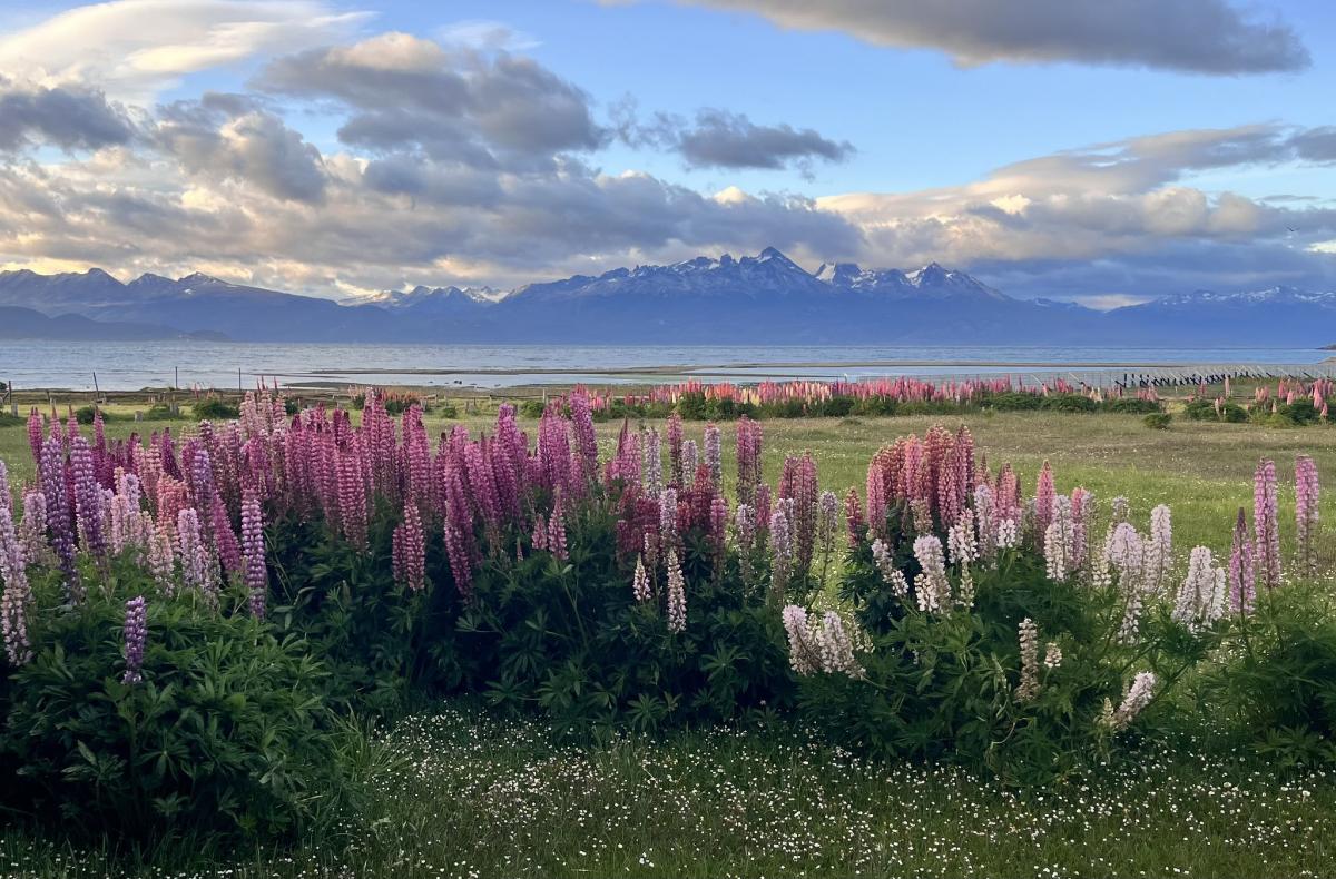 The Beagle Channel at sunrise.