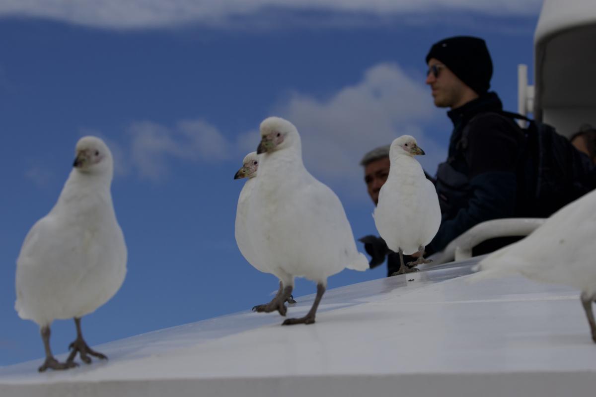 Snowy Sheathbill selfies anyone?