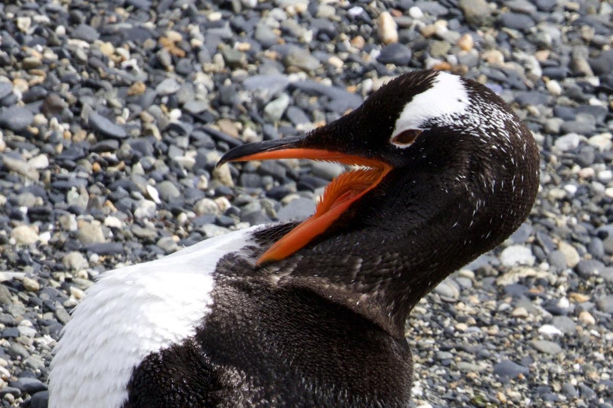 Gentoo Penguin showing off its specialized papillae.