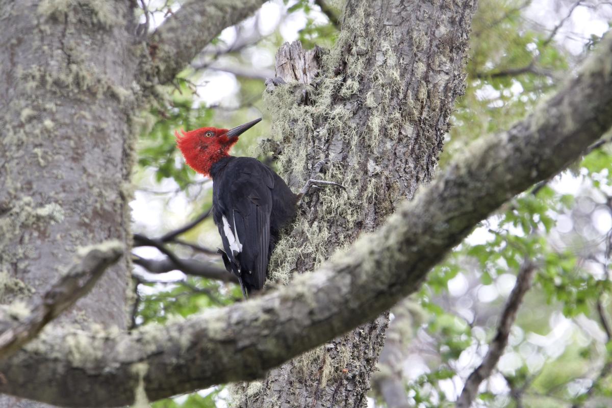We loved seeing this male Magellanic Woodpecker!